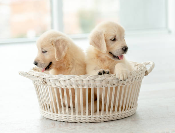 istock Retriever puppies inside basket 1404709104