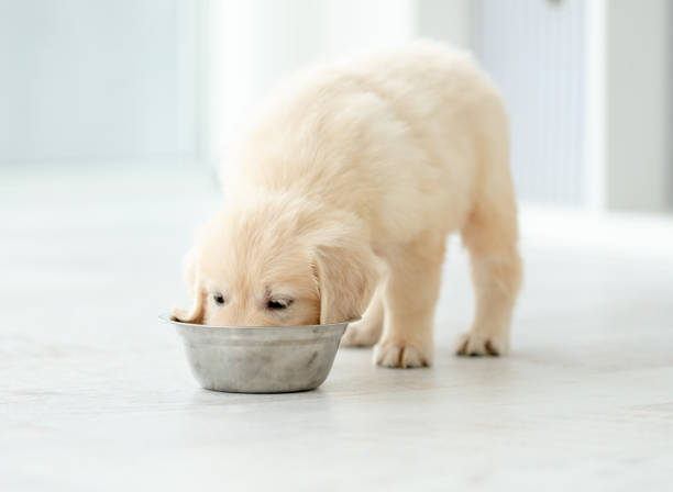 istock Retriever puppy eating from bowl 1404709112