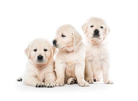 Emotional behaviour of golden retriever puppies sitting isolated on white background