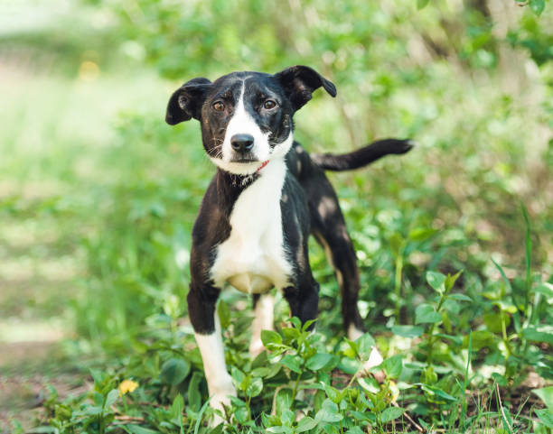 istock Cute small dog at the street 1404709132