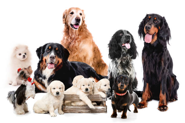 istock Group of cute fluffy dogs 1404709143
