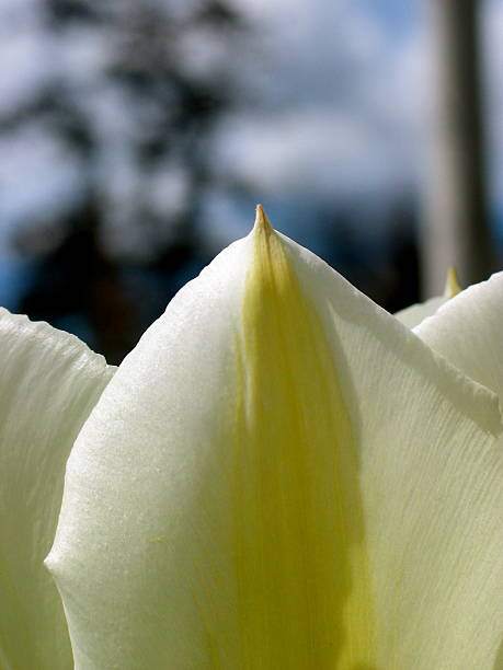 Tulipán blanco Macro pétalos - foto de stock