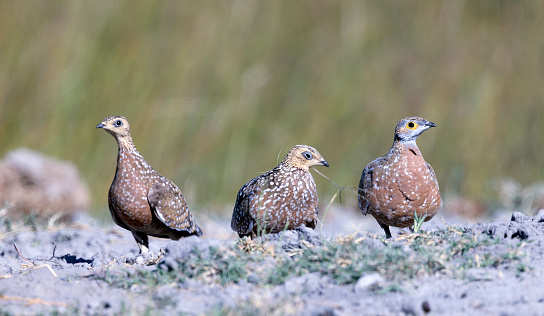 Taken in the Okavango Delta, Botswana