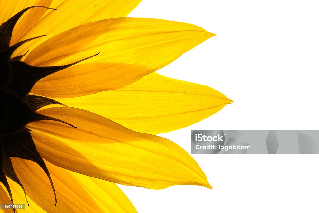 Sonnenblume-detail - Lizenzfrei Blume Stock-Foto