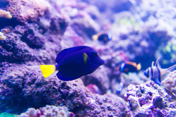 istock Colorful fish in aquarium 1404710342
