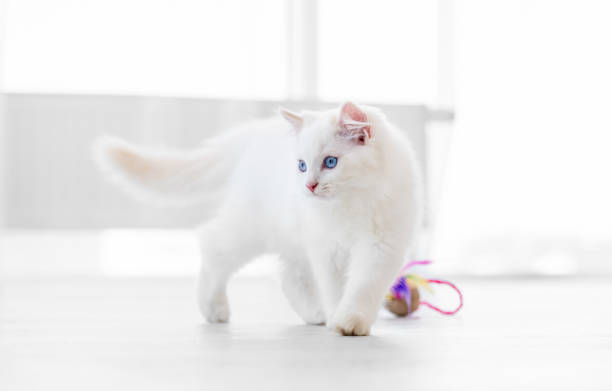 istock Ragdoll cat in light room with toy 1404710676