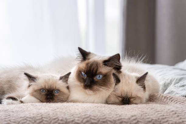 istock Ragdoll cat with kittens in the bed 1404710756