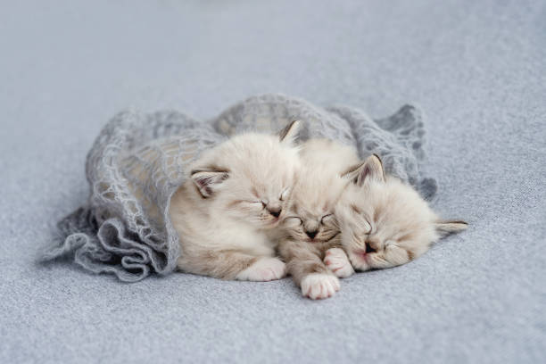 istock Ragdoll kitten photos newborn style 1404710770