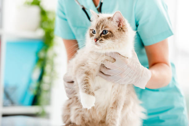 istock Ragdoll cat at veterinerian clinic 1404710798