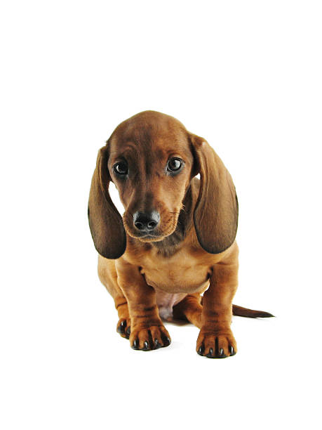 dachshund de estar - dachshund dog sadness sitting fotografías e imágenes de stock