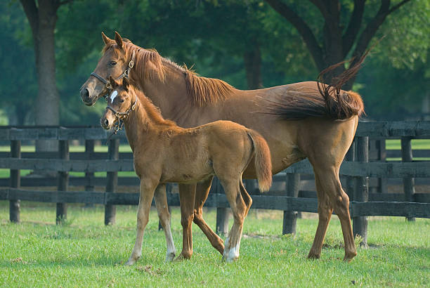 istock Baby horse and mare equine 140471291