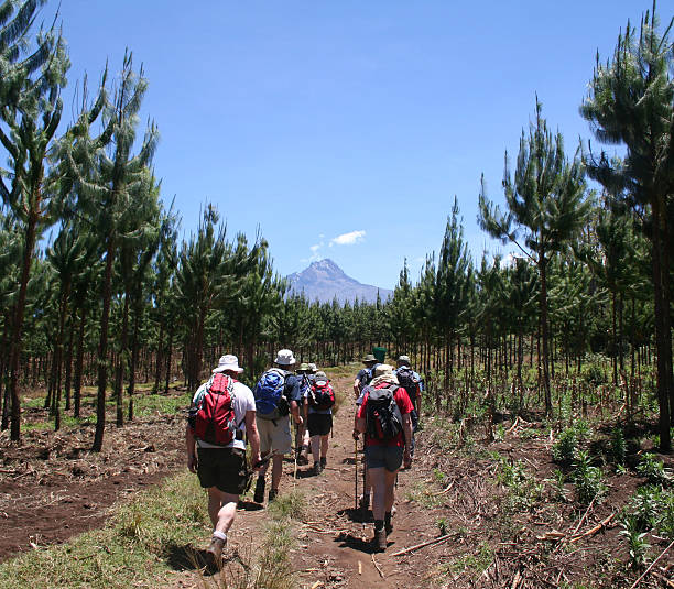 The long walk to Kilimanjaro Walking through the Rongai Forest on the way to Kilimanjaro.  Mawenzi peak is in the background. mawenzi stock pictures, royalty-free photos & images