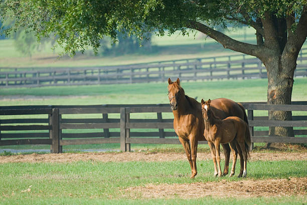 istock Baby horse and mare equine 140471310