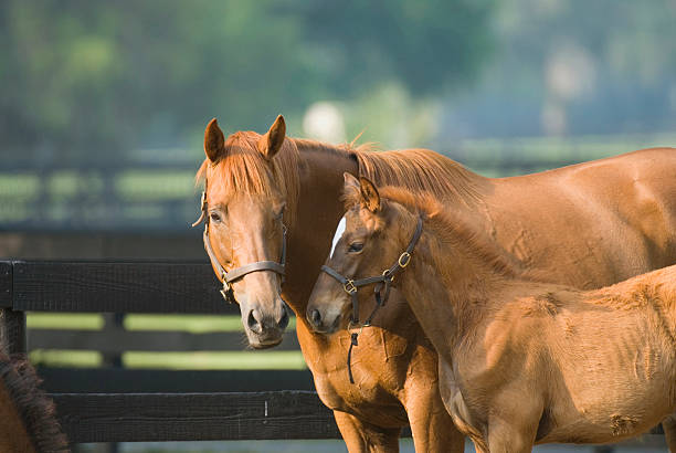 Baby horse and mare equine stock photo
