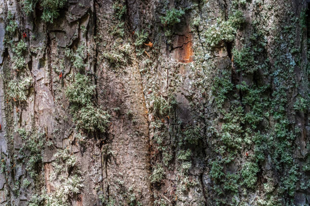 istock Bark with lichen of the tree. 1404713161
