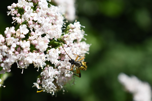 Darwin wasp, Ichneumonidae, on a white blossom