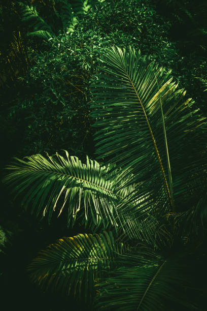 frondas de follaje verde de palmera - fern leaf plant close up fotografías e imágenes de stock