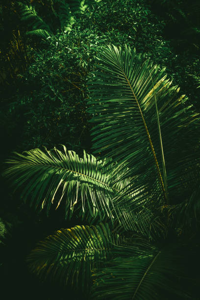 Green foliage fronds of palm tree