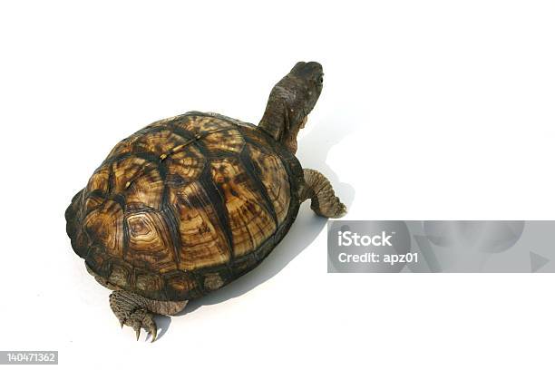 Turtle On The Move Stock Photo - Download Image Now - Activity, Animal, Animal Shell