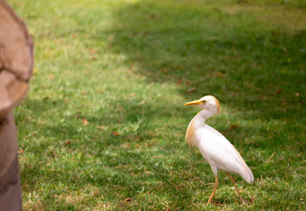 sweet cattle egret standing on the grass on the sunny day