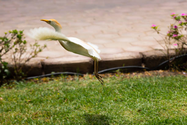 Sweet cattle egret flying over the grass on the sunny day
