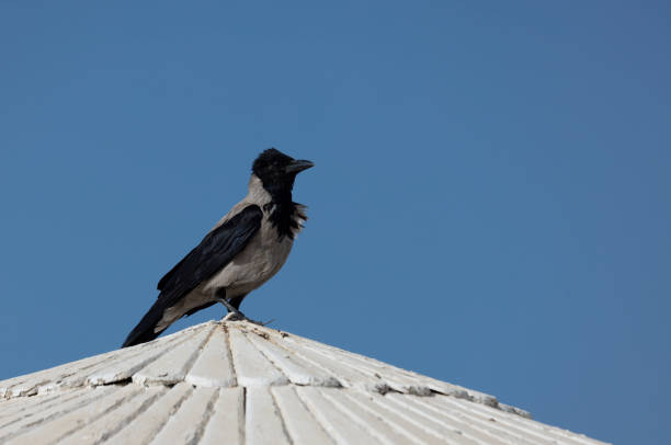 istock Hooded crow standing on the roof 1404714444