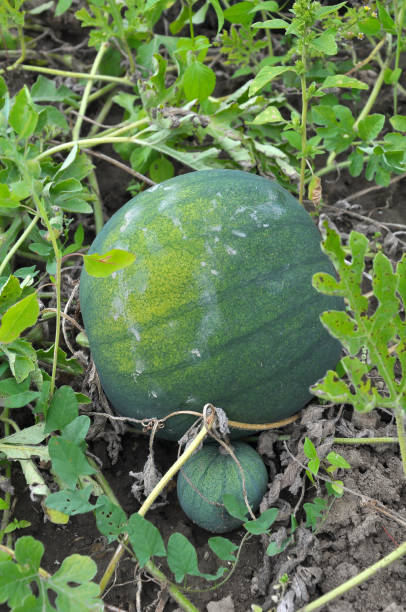 istock Watermelons ripen in the field 1404714848