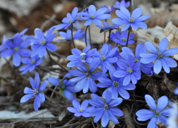istock In spring, the Hepatica nobilis blooms in nature. 1404715014