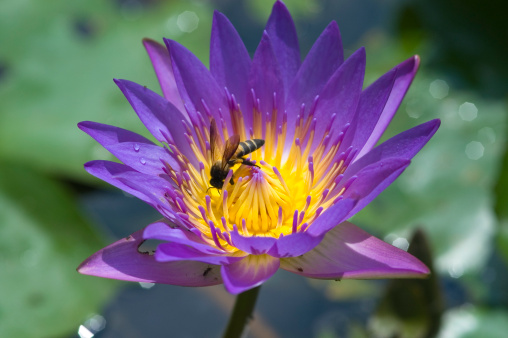 Bee investigating purple/yellow Lotus Water Lily