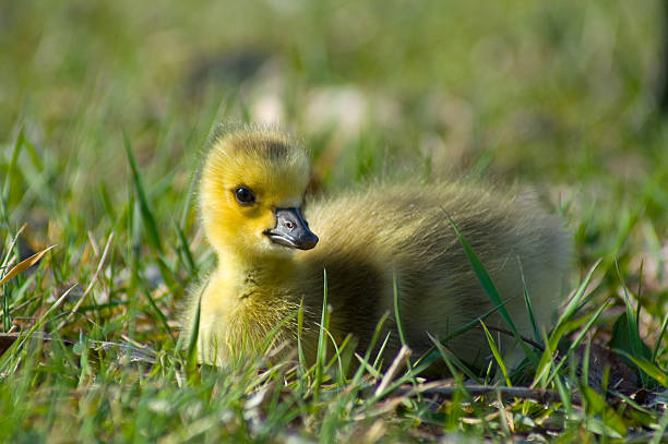 Gosling sitting in The Grass stock photo