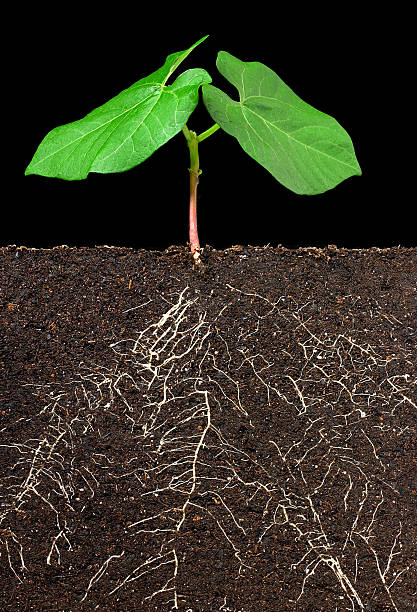 istock Leaves, Roots, and Dirt 140471581