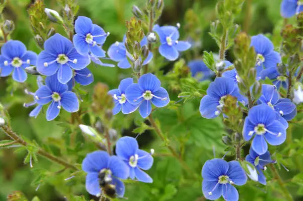 In the spring, Veronica chamaedrys blooms in the wild