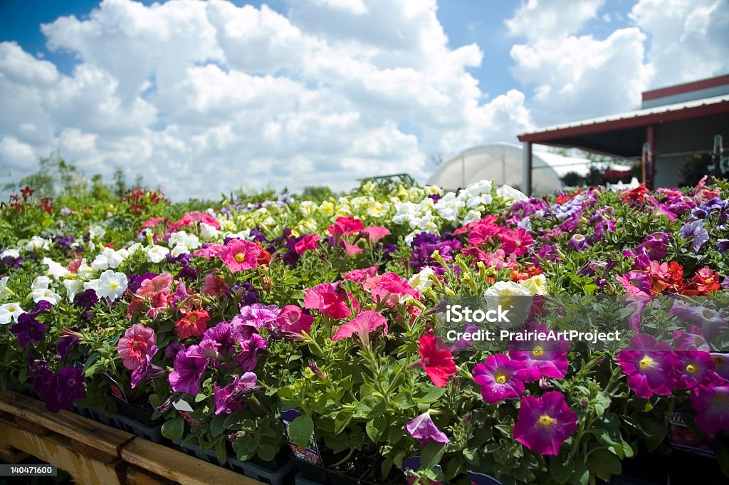 Serre des fleurs - Photo de Jardinerie libre de droits