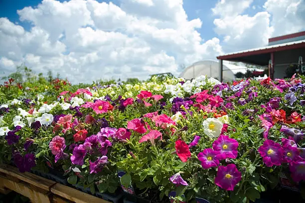 Colorful petunias blooming in front of a greenhouse
