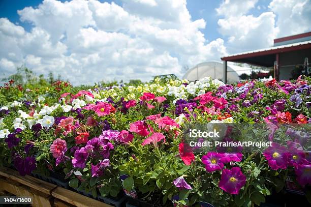 Estufa De Flores - Fotografias de stock e mais imagens de Centro de Jardinagem - Centro de Jardinagem, Flor, Anual - Caraterística da planta