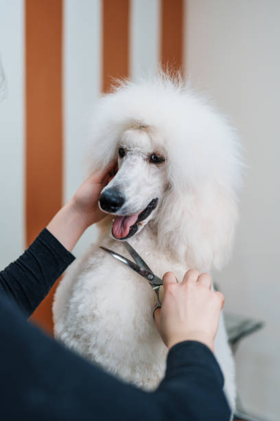 Professional dog grooming Beautiful Pomeranian dog enjoying in professional grooming and hair care. Professional female groomer at work. pomeranian dog taking a bath stock pictures, royalty-free photos & images
