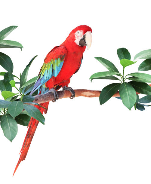 istock Ara parrot sits on a branch among tropical leaves 1404716680