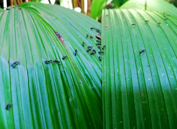 istock Green leafs with a groups of black ants 1404716842