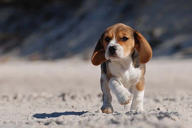 istock Beagle puppy playing on the beach 140471725