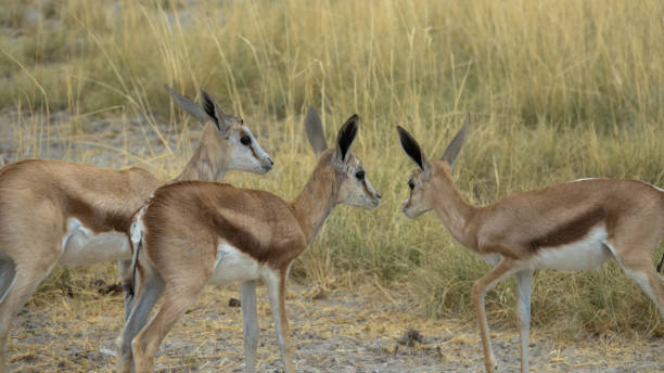 troupeau d’antilopes impala se reposant dans un parc pendant la journée en afrique du sud - impala photos et images de collection