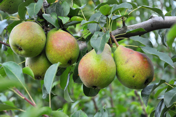 istock Pears ripen on the tree branch. 1404717939