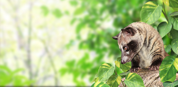 Horizontal sunny nature background with Asian Palm Civet (Civet cat). Produces Kopi luwak. Luwak Coffee is world most expensive coffee. Copy space for text