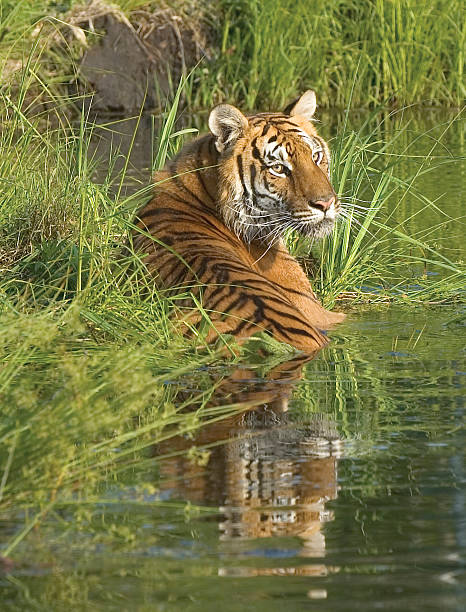 istock Photo of a tiger wadding in a marsh 140471820