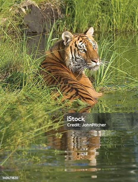 Tigress - zdjęcia stockowe i więcej obrazów Bez ludzi - Bez ludzi, Dziki kot, Dzikie zwierzęta
