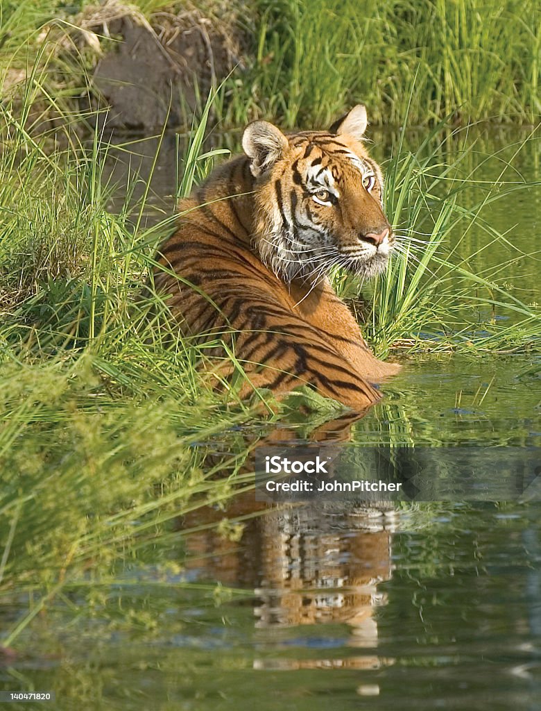 Tigress - Foto de stock de Animal royalty-free