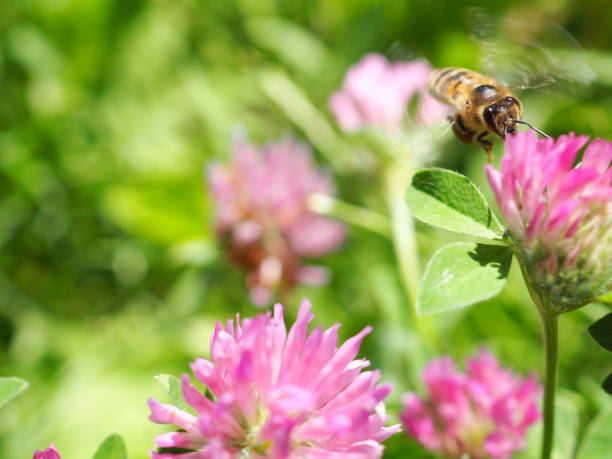 istock Honey Bee is Macro in the Nature 1404718428