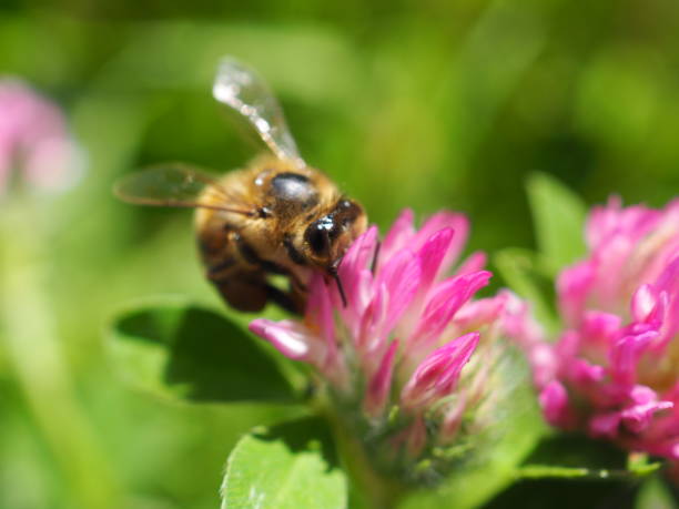 istock Honey Bee is Macro in the Nature 1404718570