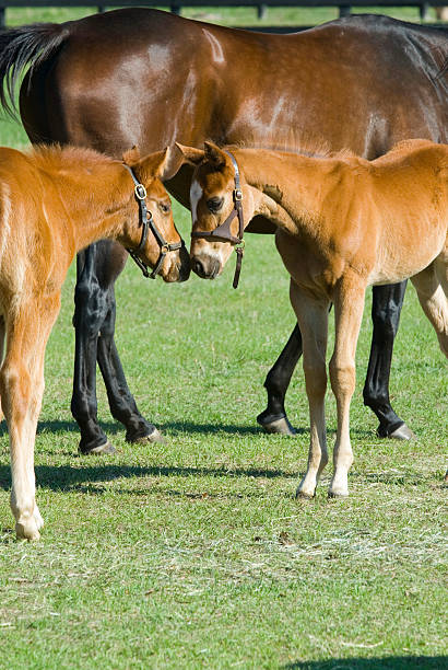 istock Baby horse and mare equine 140471885