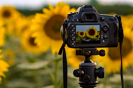Process of taking photo of sunflowers field with blurred background and copy space for text.