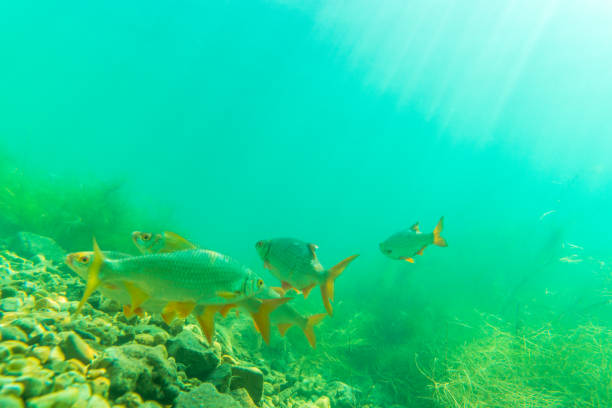 Roach (Rutilus rutilus) in shallow water in beautiful sunshine